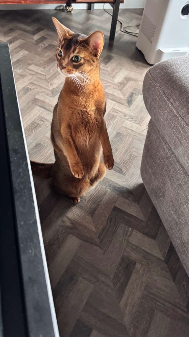 Моему коту Тому 2 года