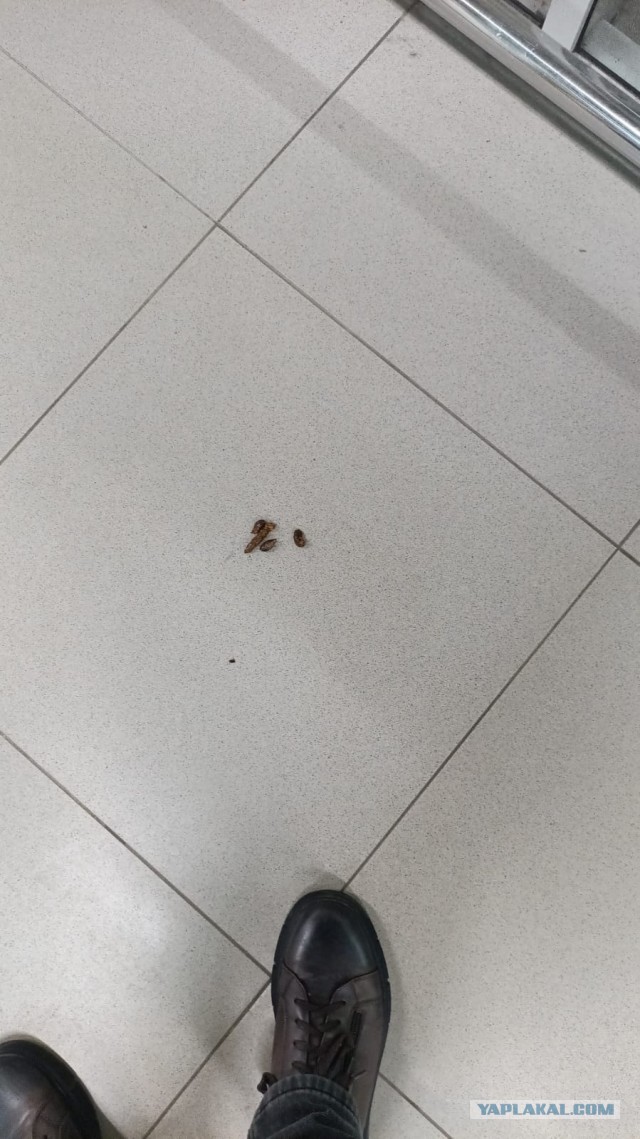 Собаки в магазинах