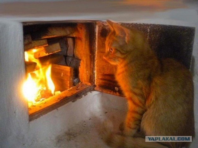 Жизнь домашнего приюта для котеек 563