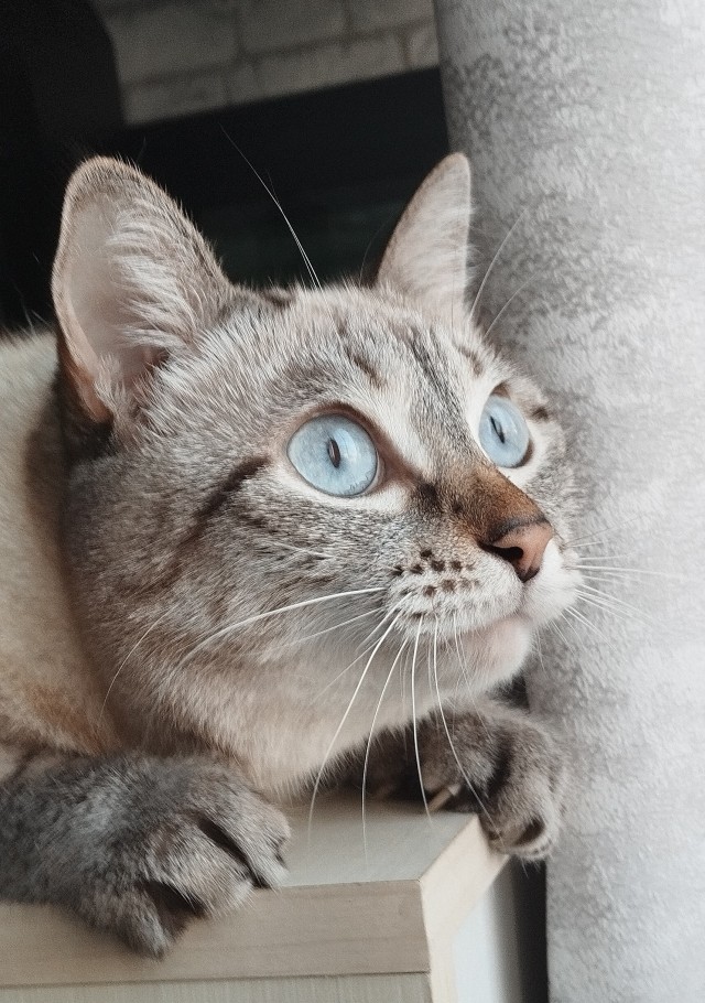Щуры вернулись в Москву спустя сто лет.
