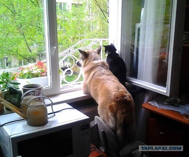 Как кошки понимают, что ты скоро будешь дома