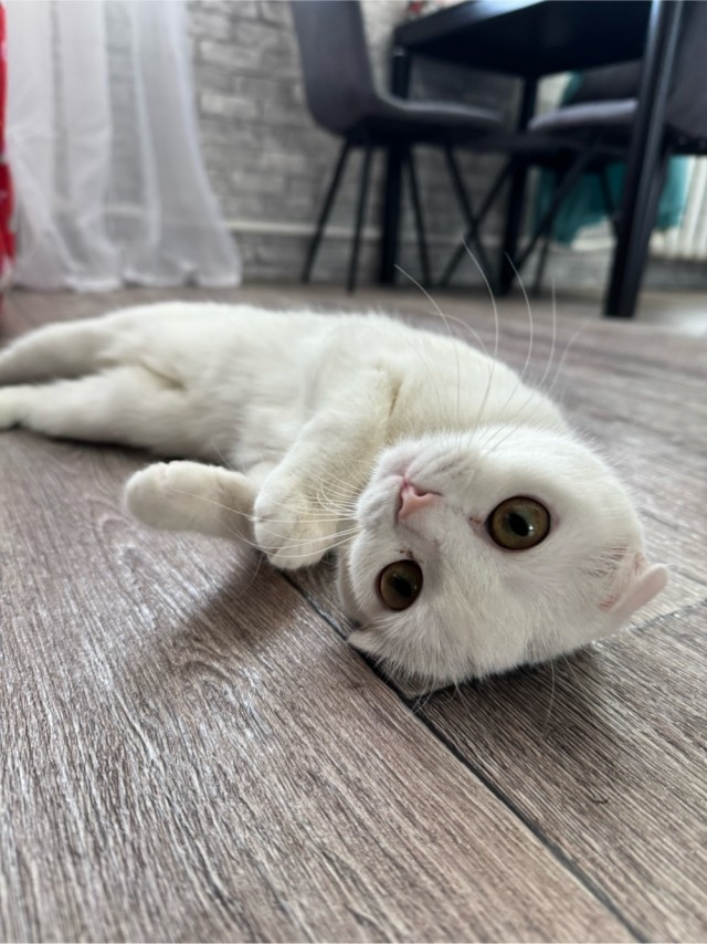 Котовторник же!