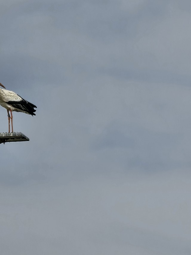 Одной картинки псто