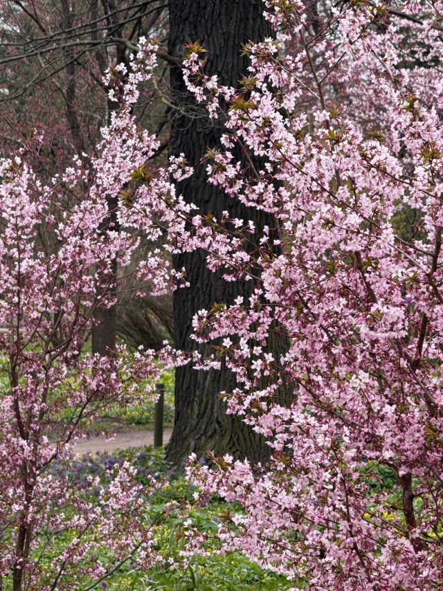 В ботаническом саду Петра Великого (СПб) расцветает сакура