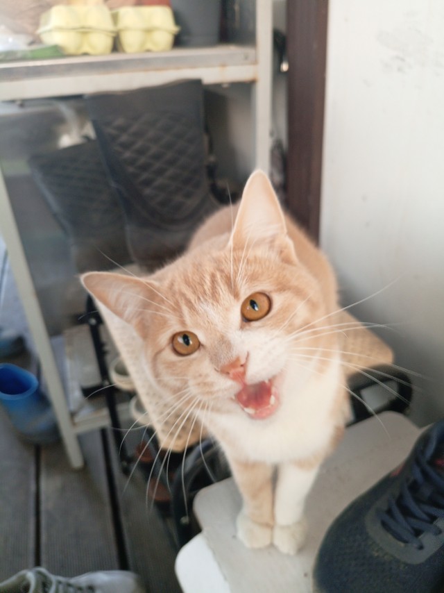 Котовторник. Зифи