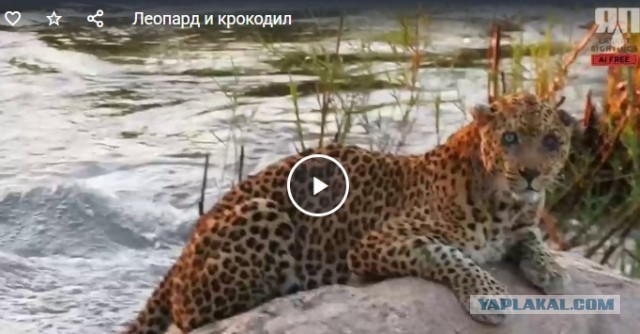 Дохлый бегемот валялся пузом кверху в реке и старый леопард решил проверить тушу, но по пути к ней неожиданно напал крокодил