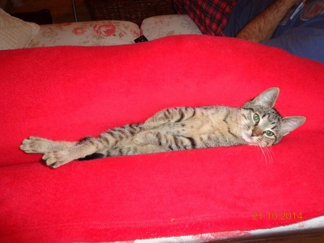 Котовторник