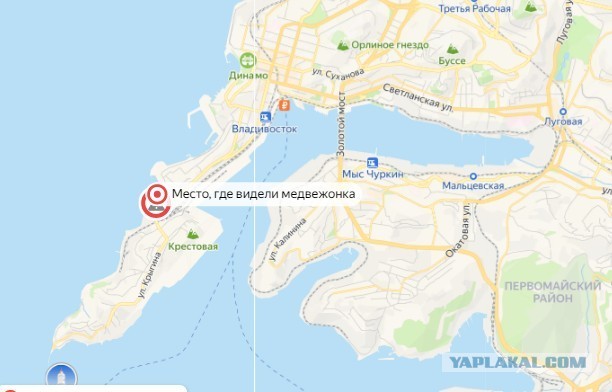 Владивосток: на Эгершельде ловят медвежонка. Неужто приплыл?