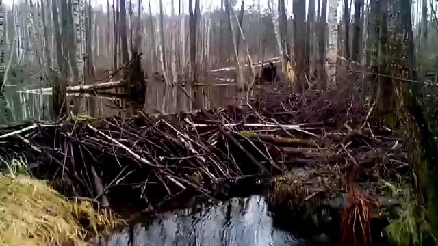 К такому шашлыку меня жизнь не готовила