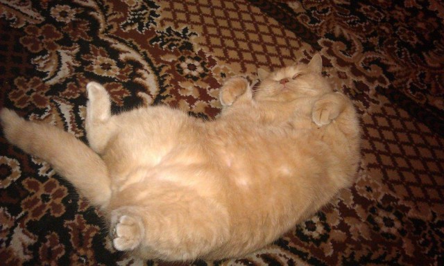 Котейка, который не знает как лежат котейки