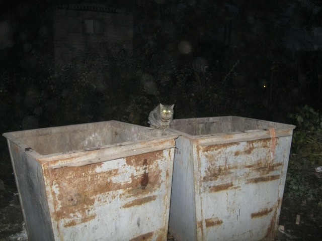 Котовторник 22.10.2013