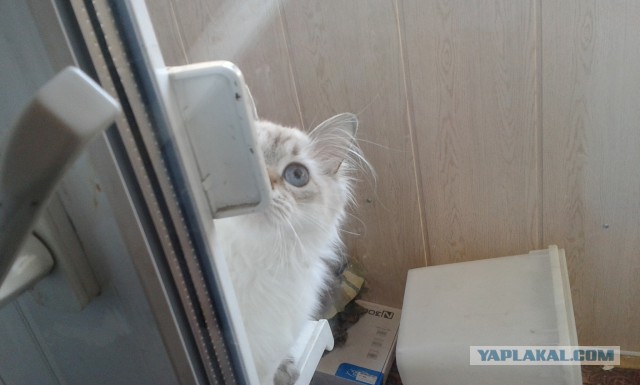 Котовторник 01.04.2014