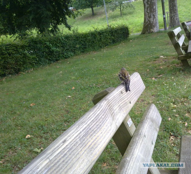 Деревенская Америка