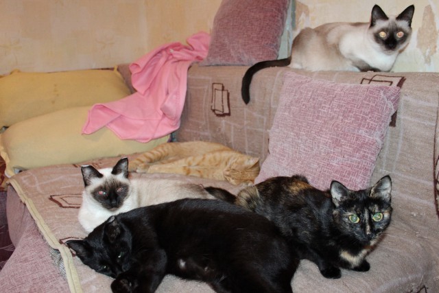 Котовторник 16.09.14