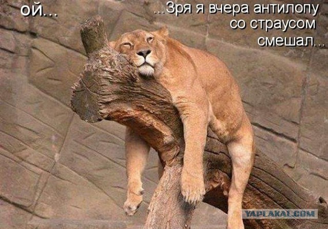 Как спят кошки....