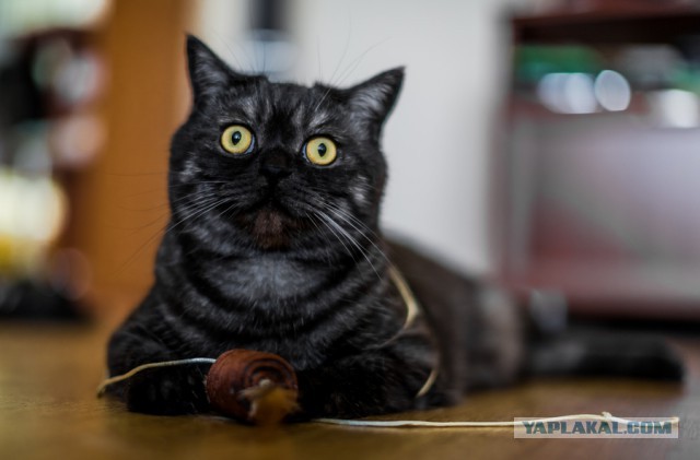 25 котят, которые так быстро выросли