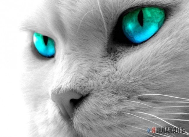Котомет на вторник!