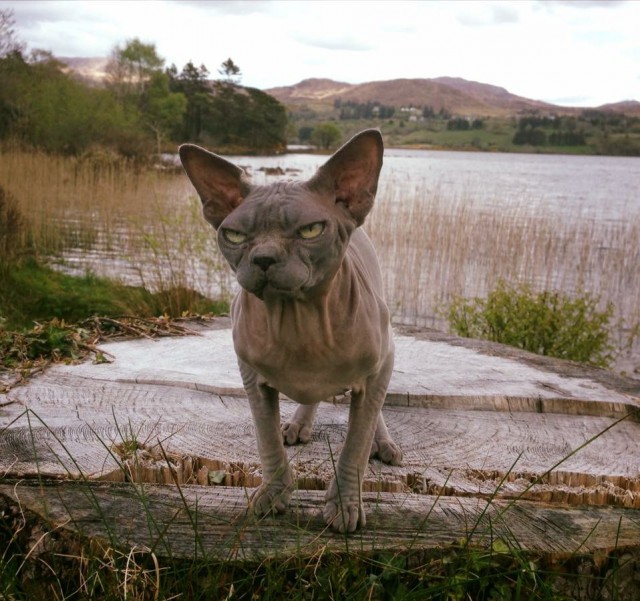 Кота вывезли на природу. Природа кота как-то не впечатлила