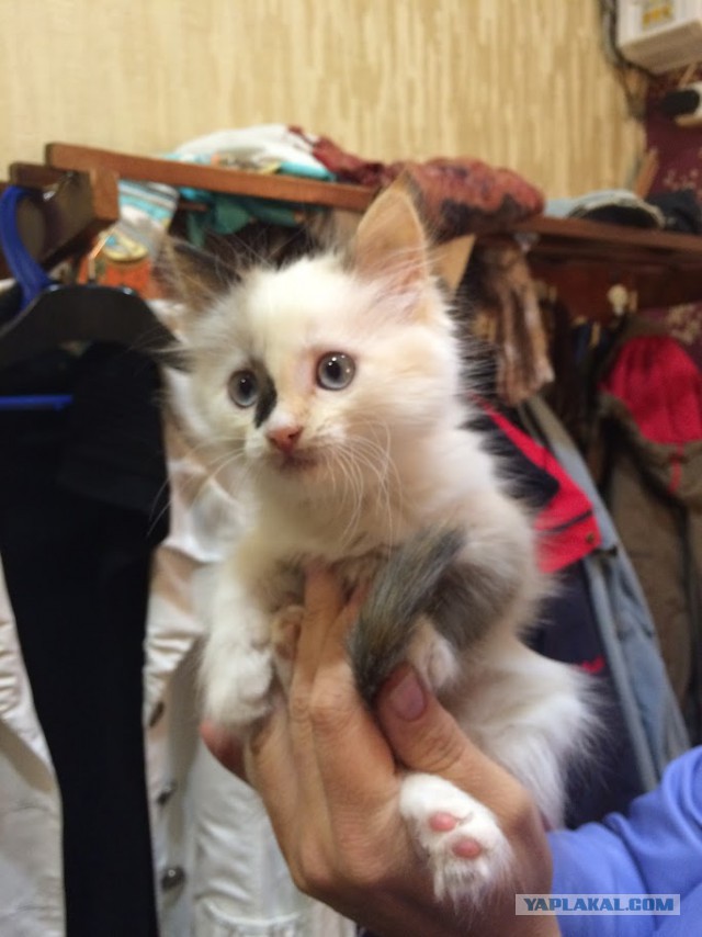 Котовторник 09.08.2016