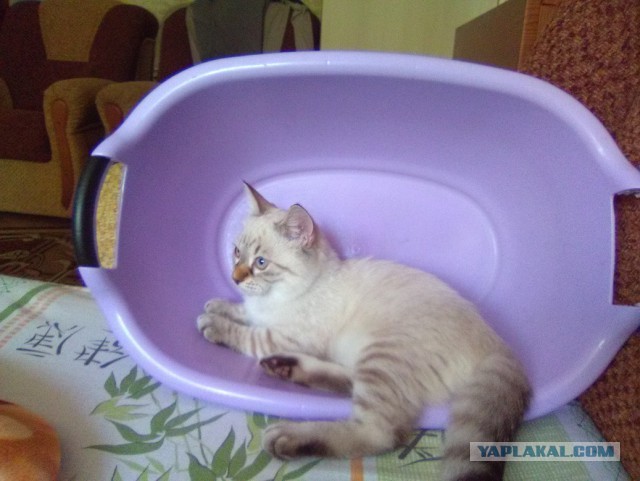 Котовторник 30.08.2016