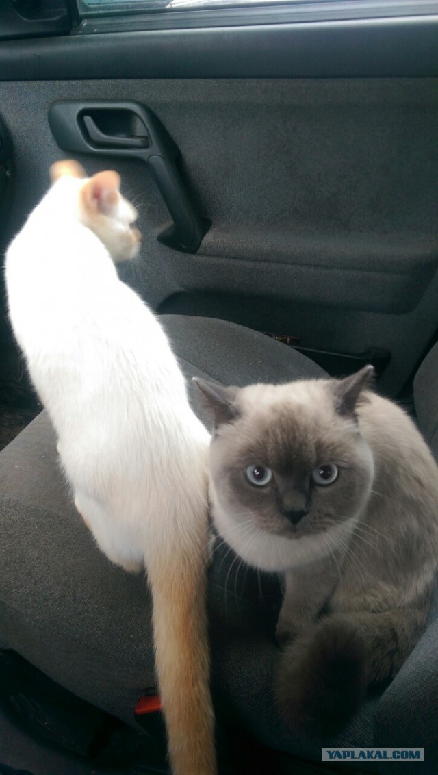 Котовторник 25.10. 2016