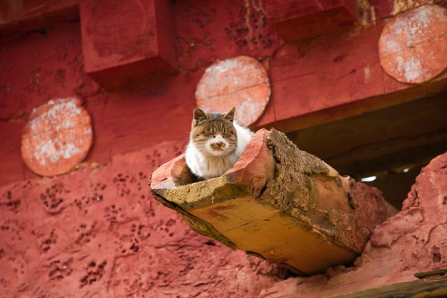 Коты из сети
