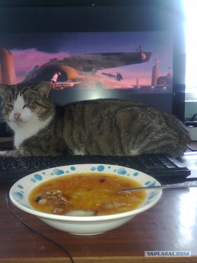 Котовторник 27.12.2016