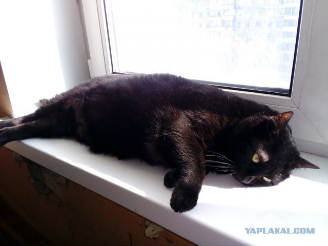 Котовторник 14.03.2017