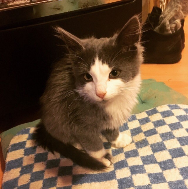 Коты и Кошки