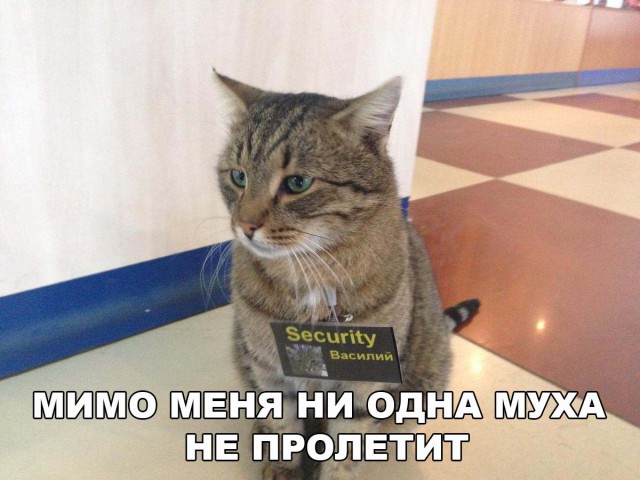 Коты и Кошки