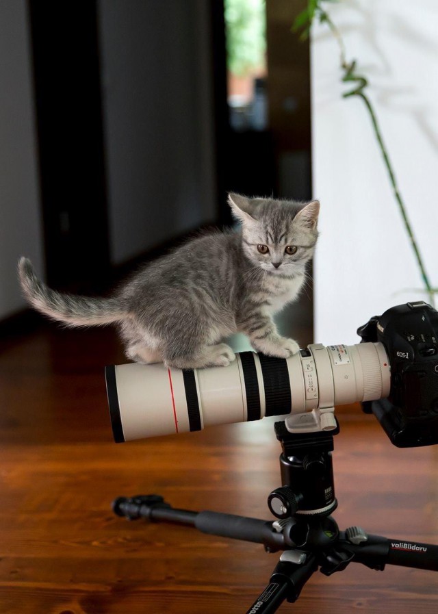 Коты и Кошки