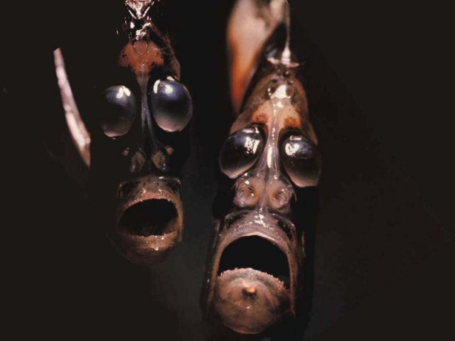 Фантастические твари-2: продолжение подборки снимков странных рыб из инстаграма мурманского моряка
