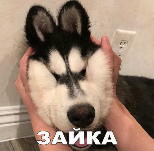 Живность из сети