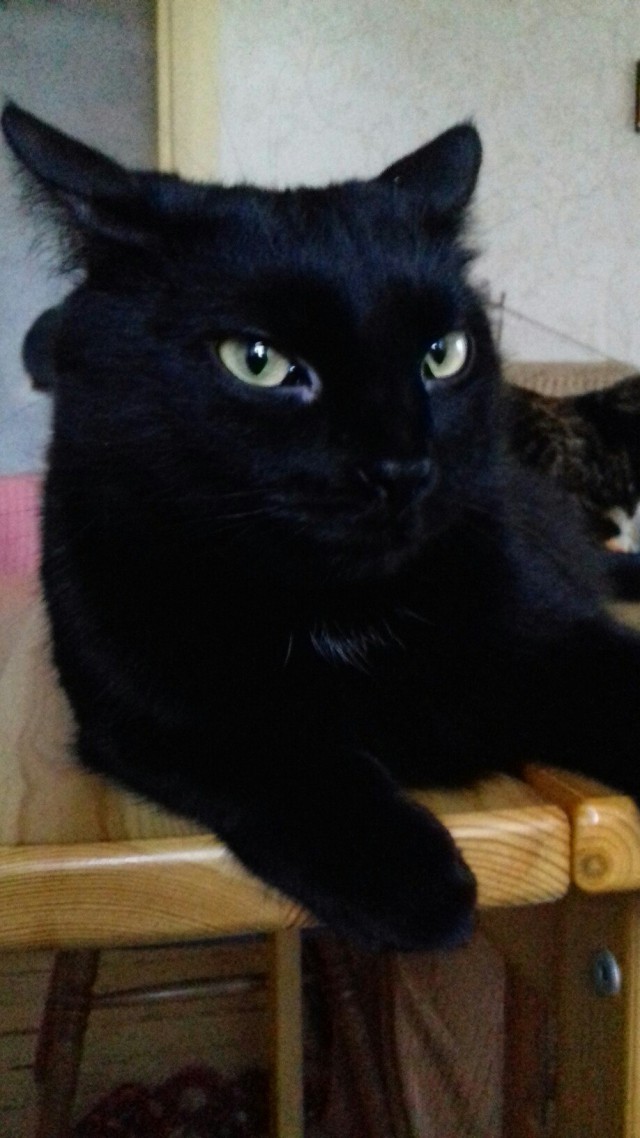 Фотобомбы котов