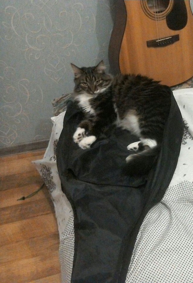 А не открыть бы нам котовторник 03.04.2018
