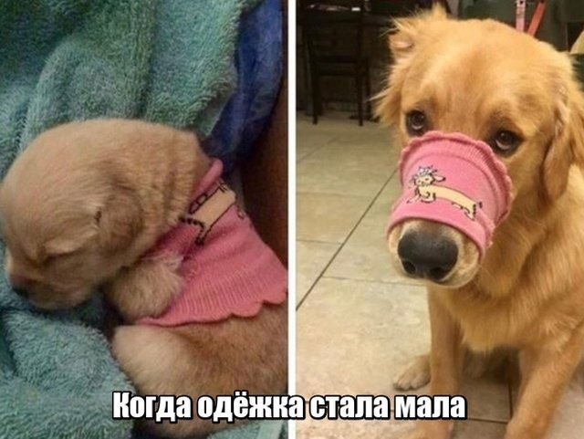 Прикольные картинки абавсём