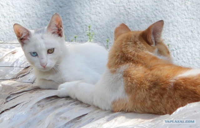 Котовторник 06.09.11