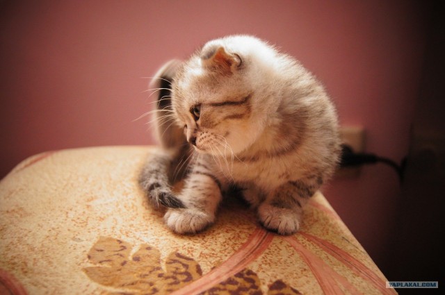 Котовторник 27.12.11
