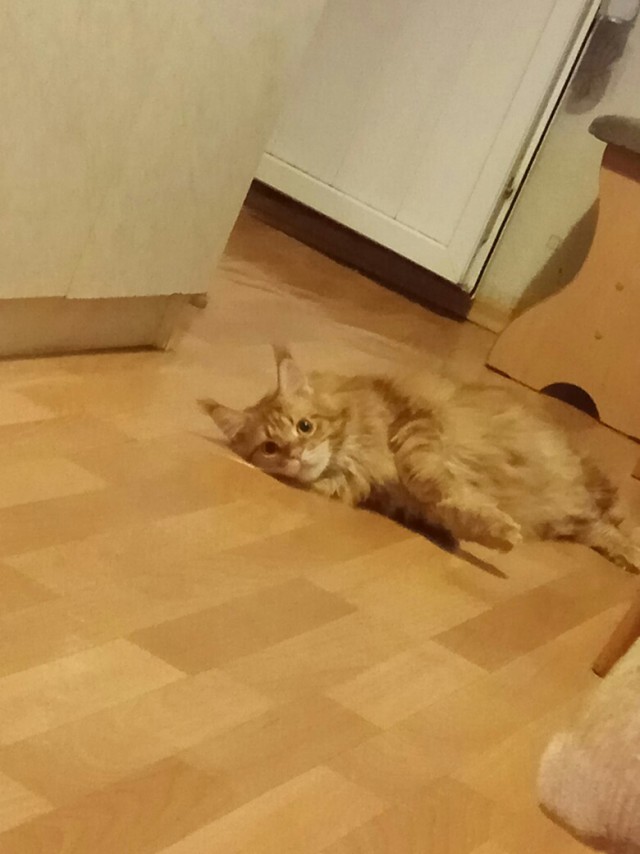 Немного милоты
