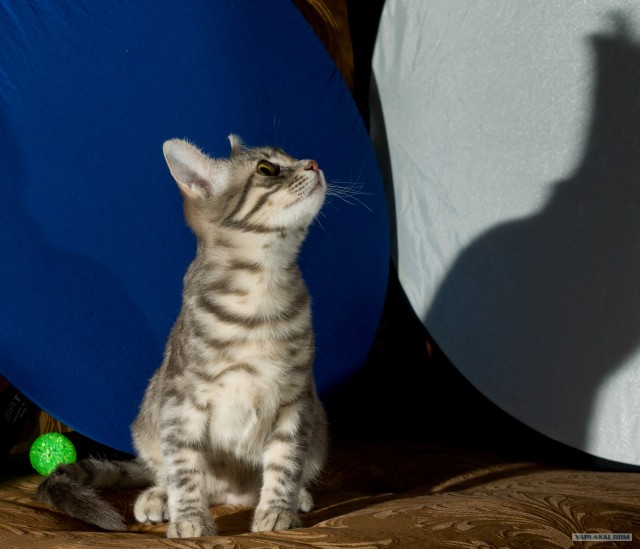 Котовторник (14.02.2012)