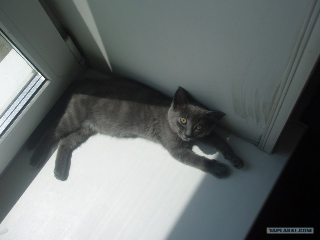 Котовторник 24.07.2012