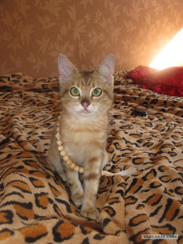 Котовторник  21.08.12
