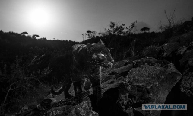 Фотограф из Британии сфотографировал чёрную пантеру в Африке, которую там последний раз снимали на камеру в 1909 году