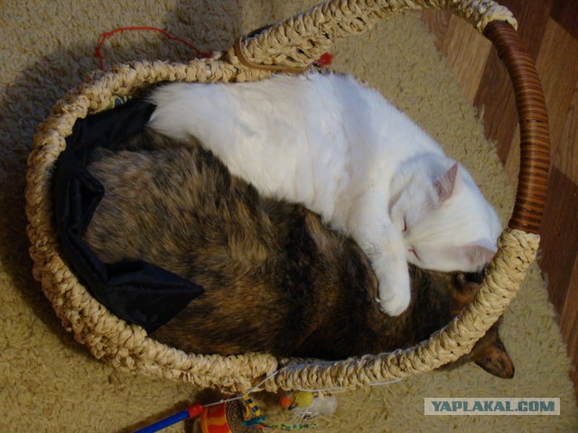 Котовторник 19.02.2019