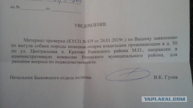 Бойня на собачьей площадке в Москве: убит хаски, ранен хозяин!