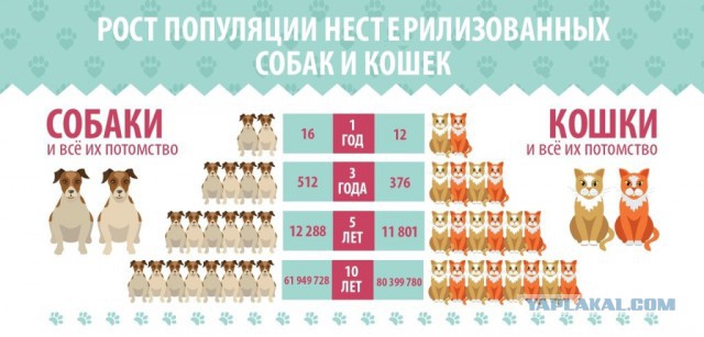 Если ищете себе котана – берите из приютов
