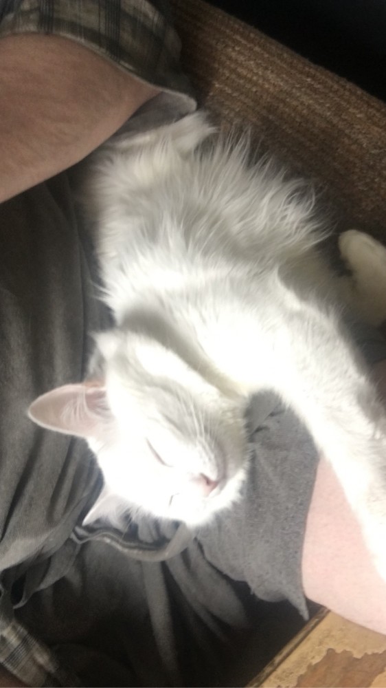 Котофеев пост