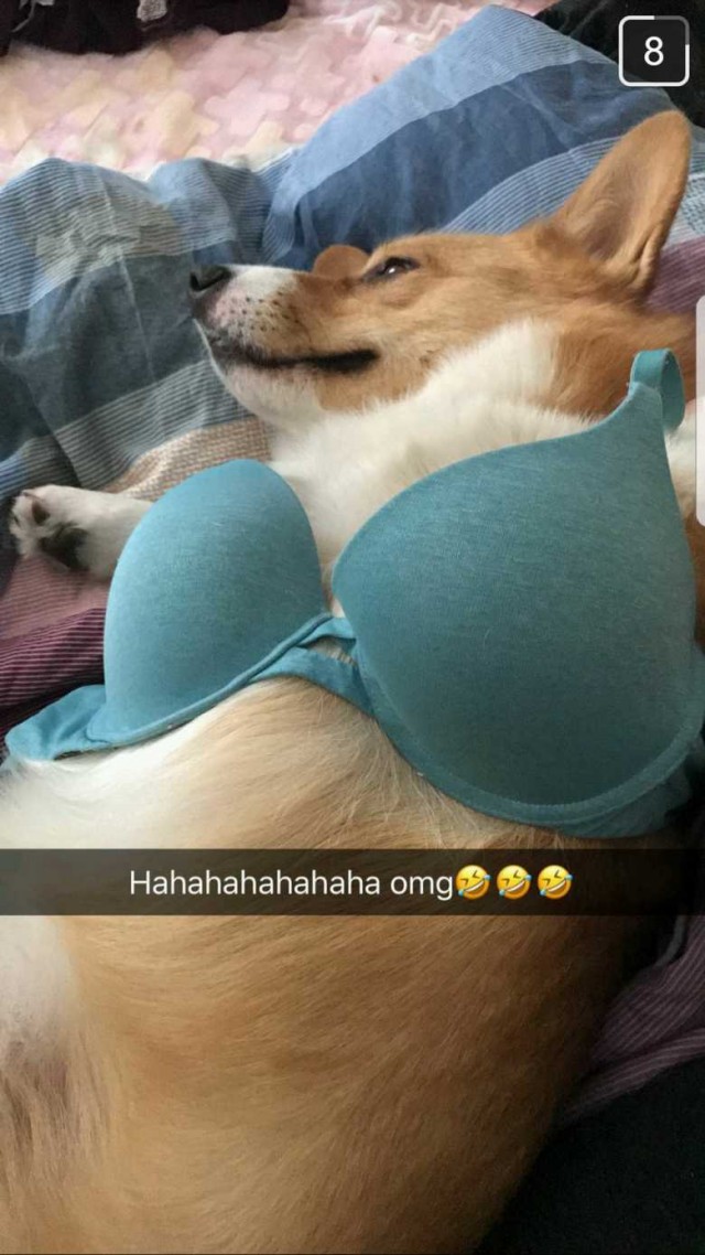 Эти забавные животные