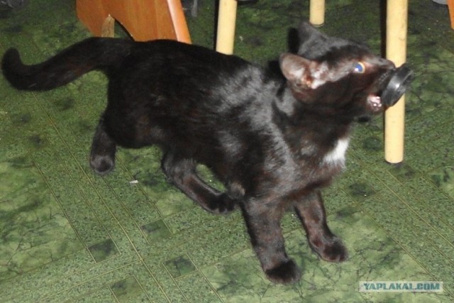 Реинкарнация. Гав!