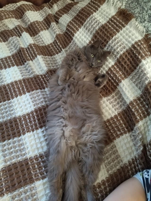 Котовторнику быть
